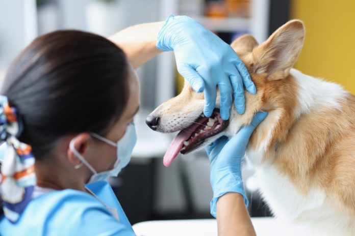 Cómo prevenir y tratar las pulgas y garrapatas en tu mascota